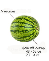 9 мес арбуз.jpg